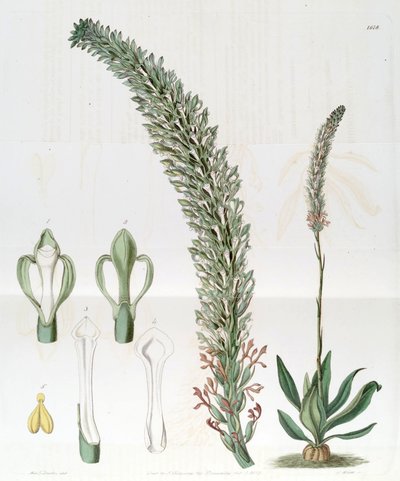 Sauroglossum nitidum (as syn. Sauroglossum elatum) by Miss Drake